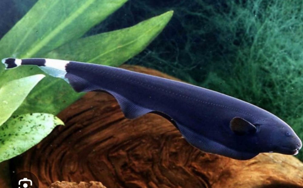 Продам рыб Чёрный принц(Чёрный нож)