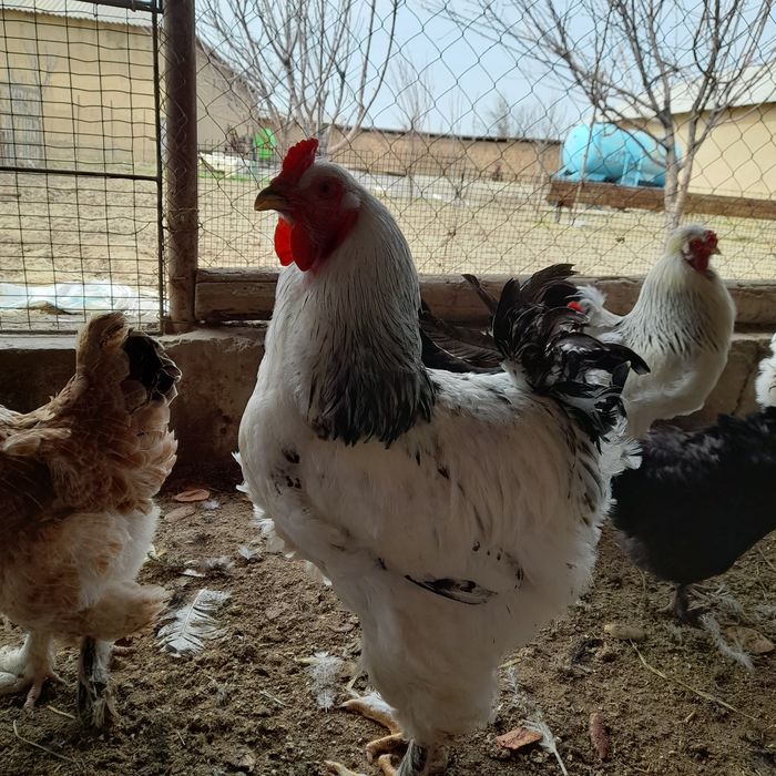 Brama Gigant xorozlar yeb ichiwi zór