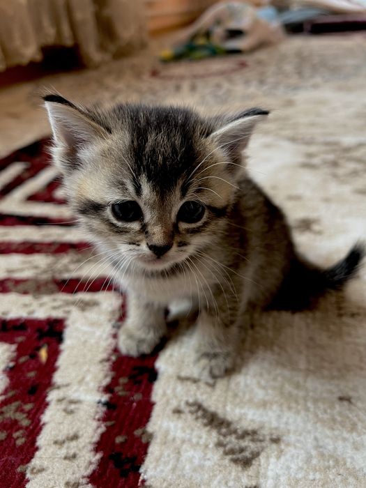 Шотландская кошка