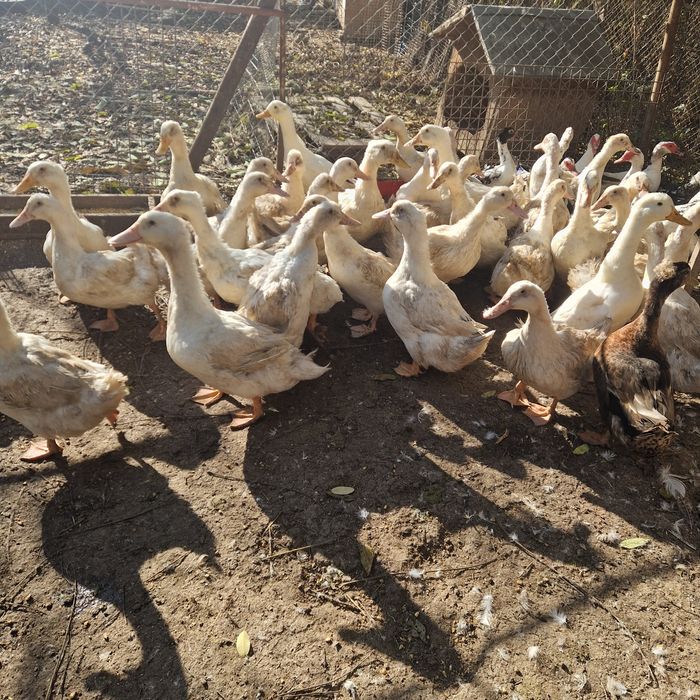 Rațe macanitoare mature