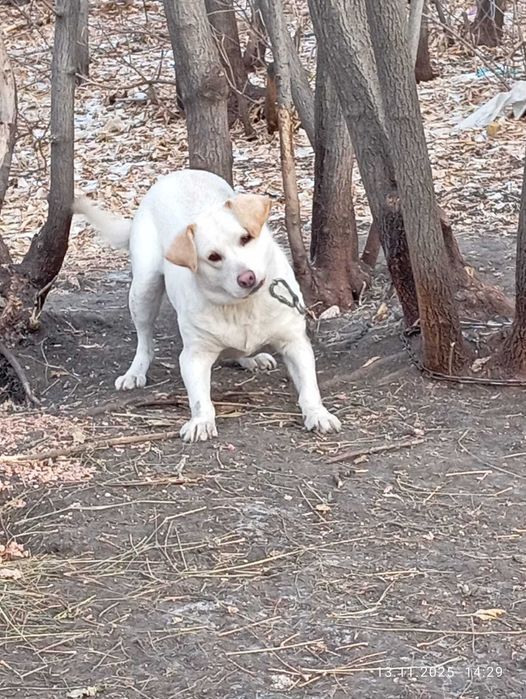 Классные стрелилизованные  девочки в поисках Хозяина