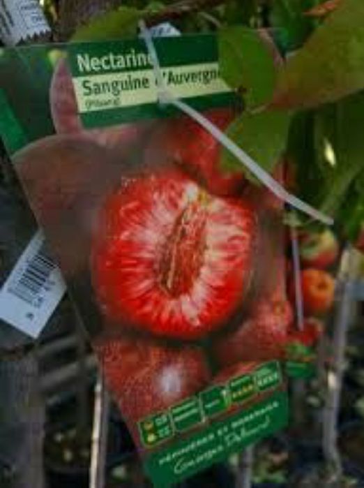 Nectarin Sanguine 'd Auvergne