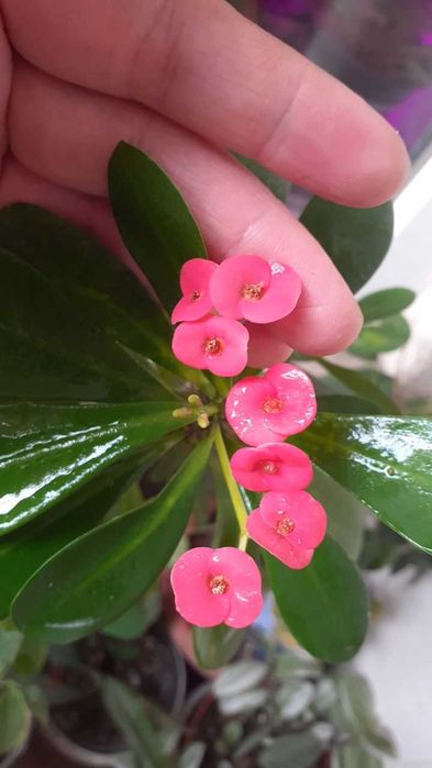 Продам эуфорбию.Молочай