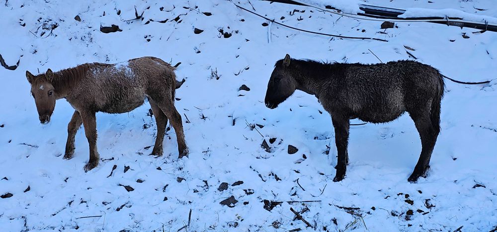 Жеребенок 7 месяцев
