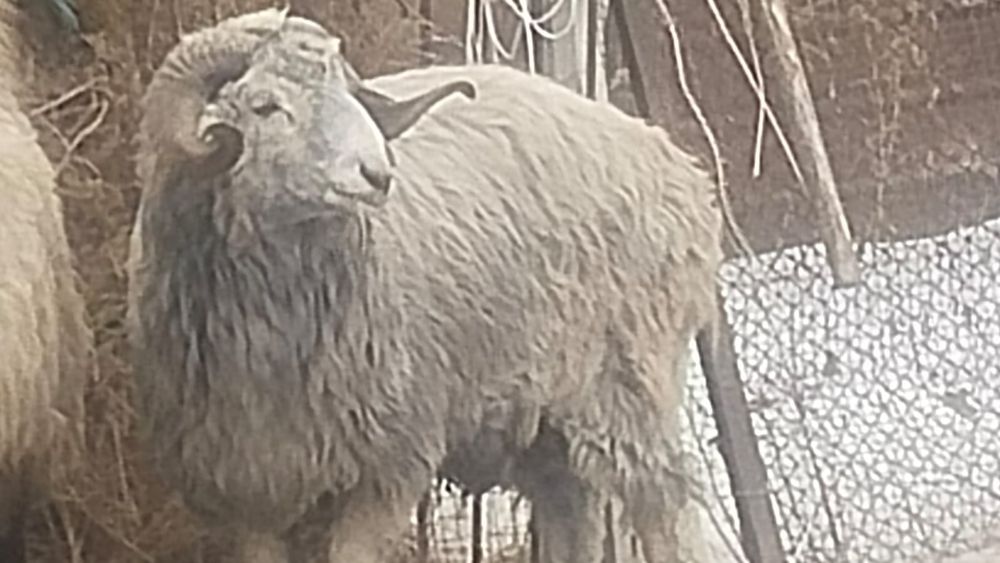 Кошкар сатылады көк