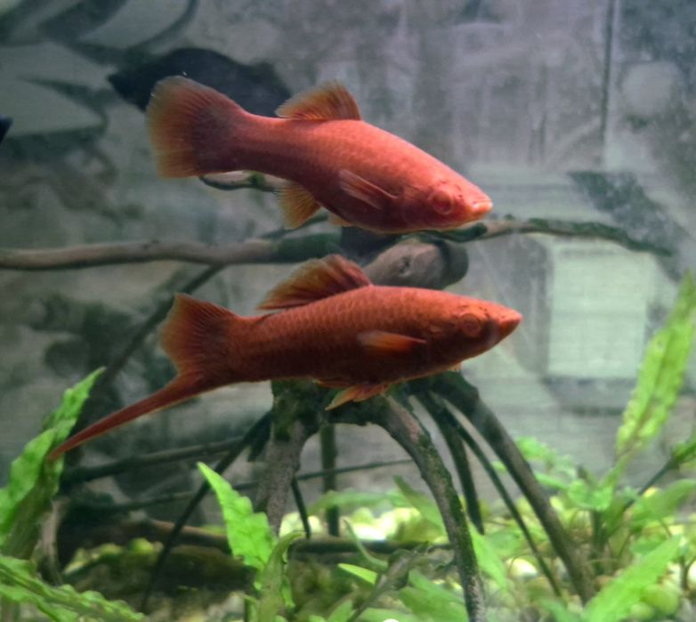 Продаю аквариумных рыбок: пара меченосцев