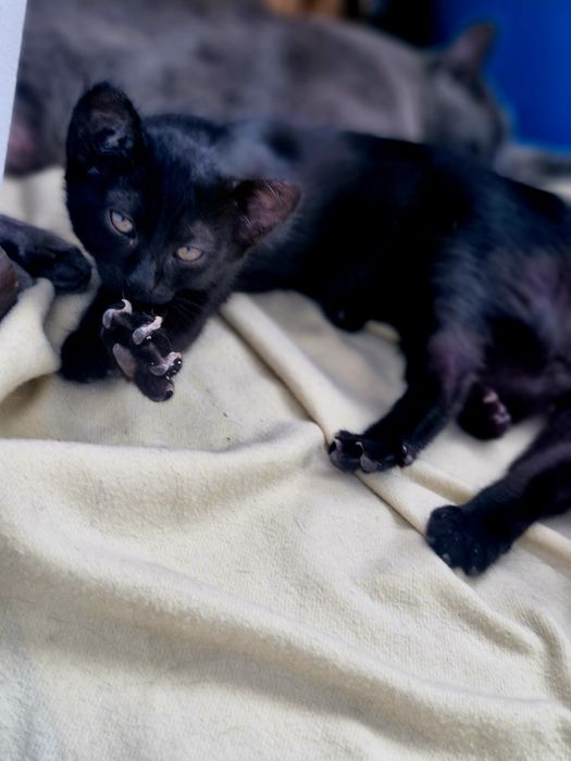Adoptie pisicute