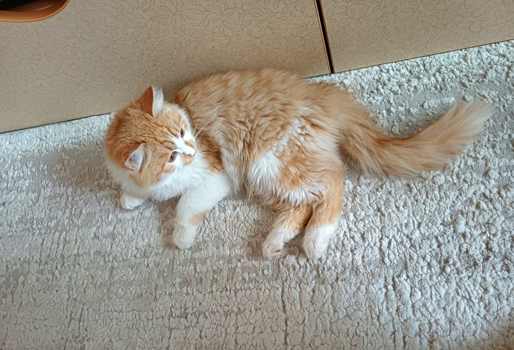 Ласкуша-котёнок Лучик Солнышкин ищет самых лучших котородителей