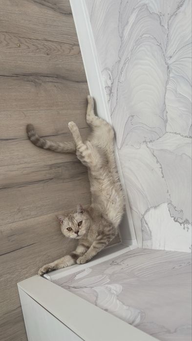 Милый котёнок ищет добрых хозяев»