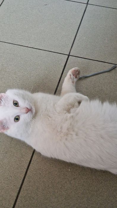 Котик  ищет  дом.