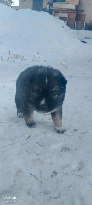 Лайка  кушиктери