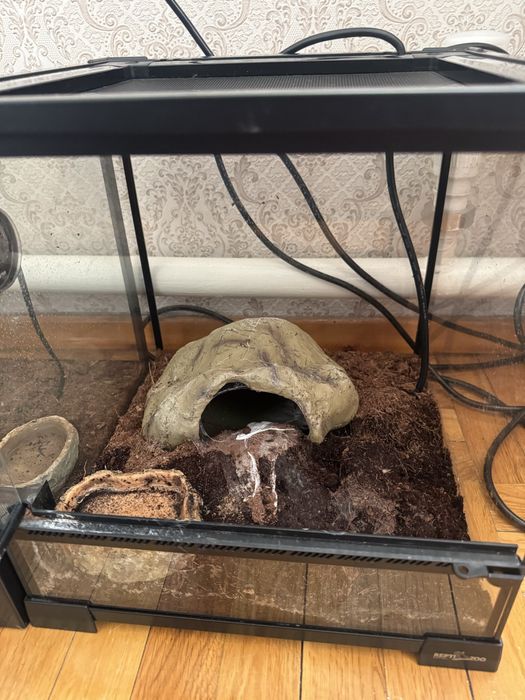 Продам паука Vagons