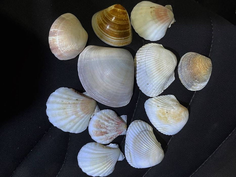 Ракушки натуральные