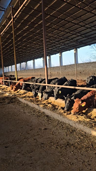 Har xil chetdan keltirilgaHar xil chetdan keltirilgan naslli mollar ma