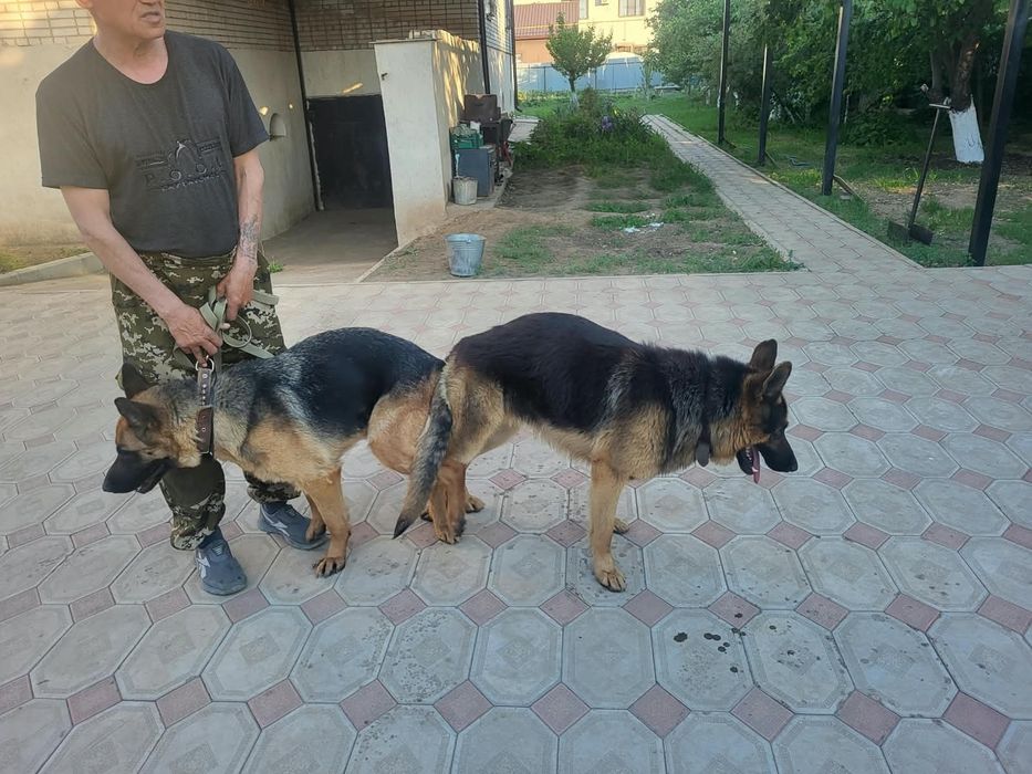Щенок немецкой овчарки