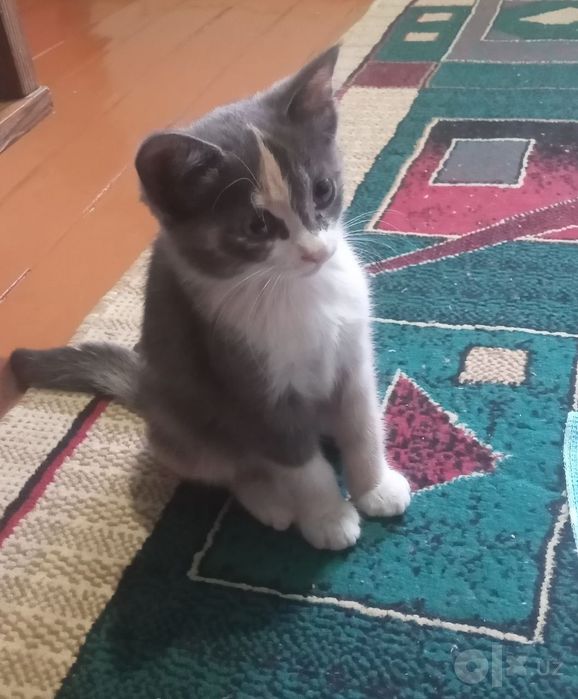 Отдадим даром котят в хорошие руки