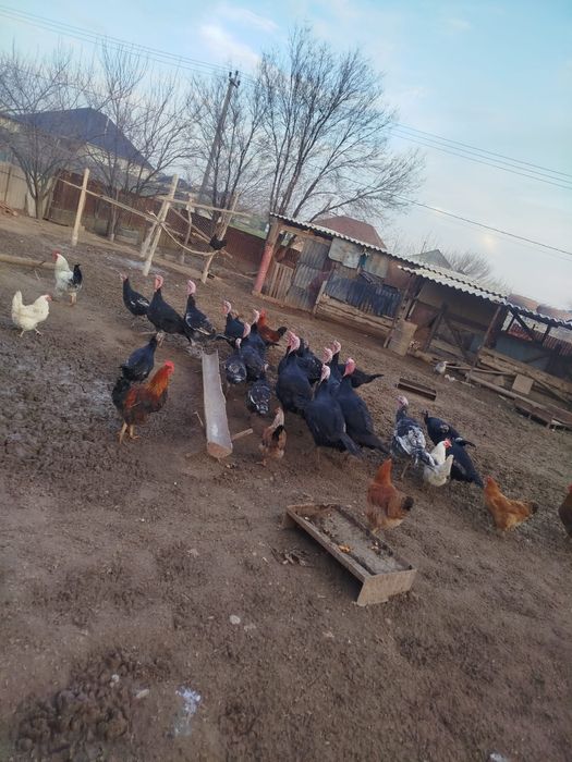 Индюки продается