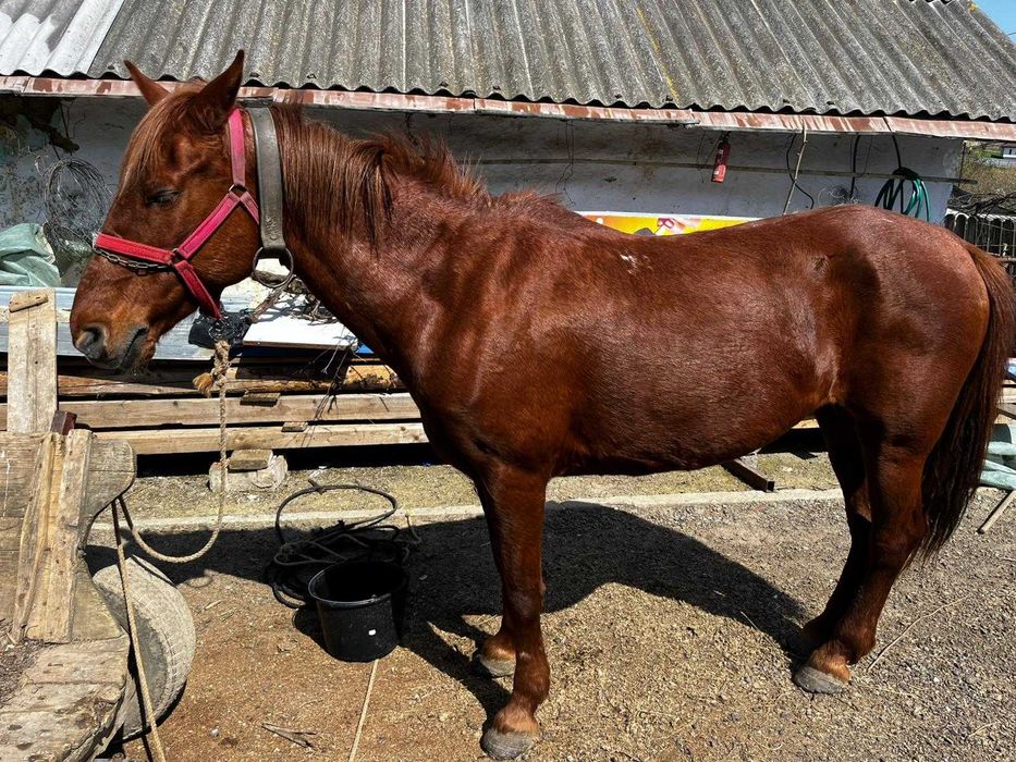 Iapă de 10 ani, cuminte, muncitoare, potrivită pentru orice gospodărie