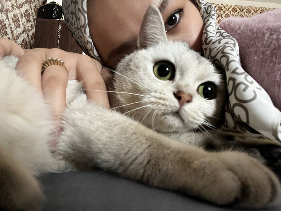 Britanskiy shenshilla