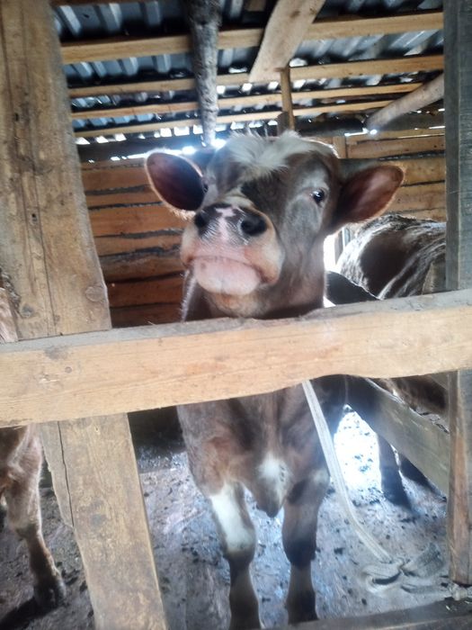 Продам бычков с откорма