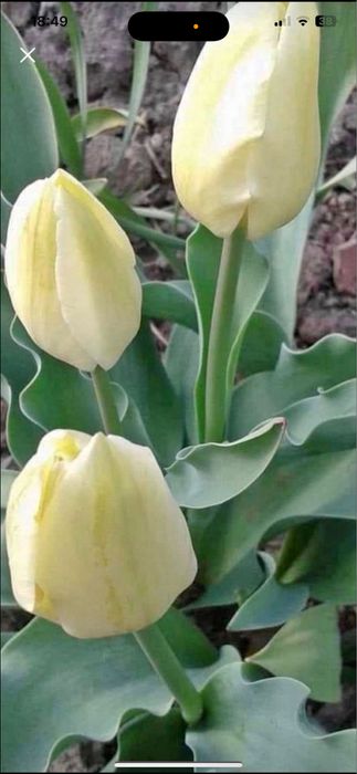 Bulbi de lalele 100 buc 60 lei