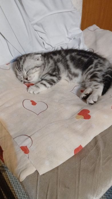 Продам срочно кота