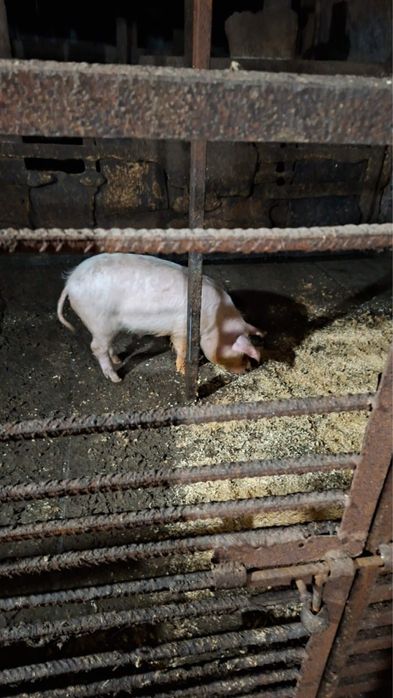 Продам четырех поросят