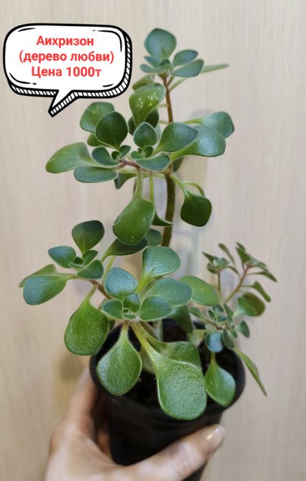 Продам комнатные цветы