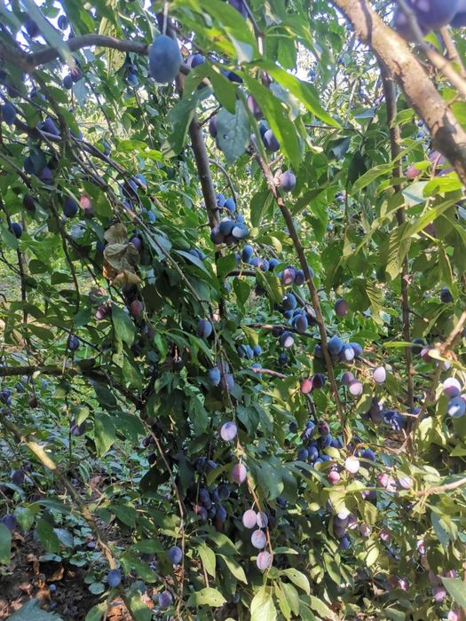 Vand prune Giurgiu