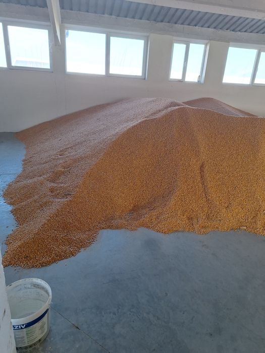 Vand grau și porumb