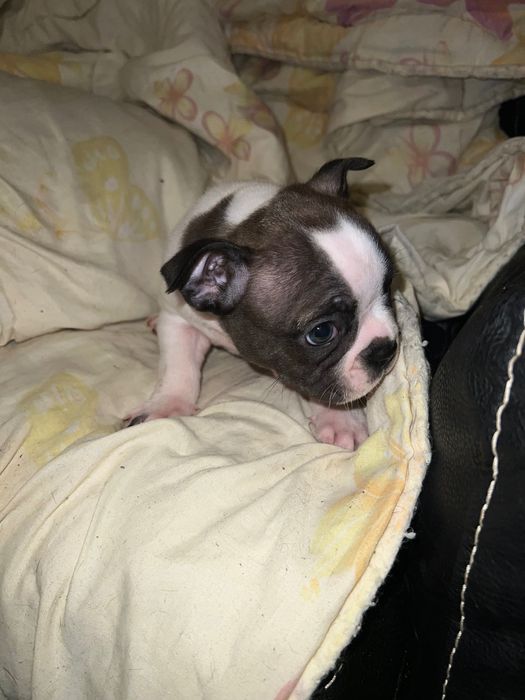 Търсим си любящи семейства