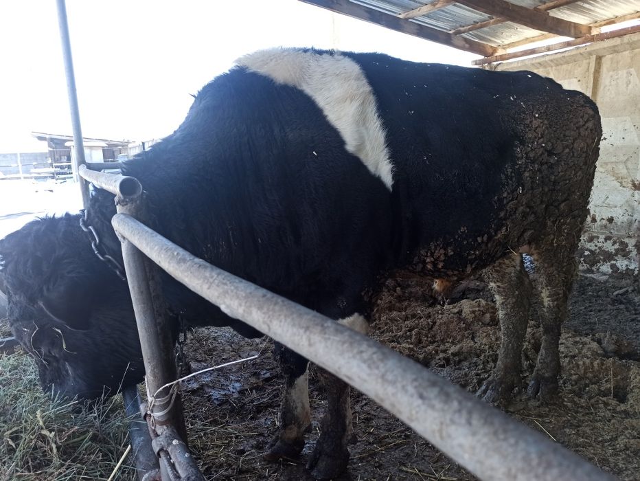 Продам быка чистокровный голштинской породы