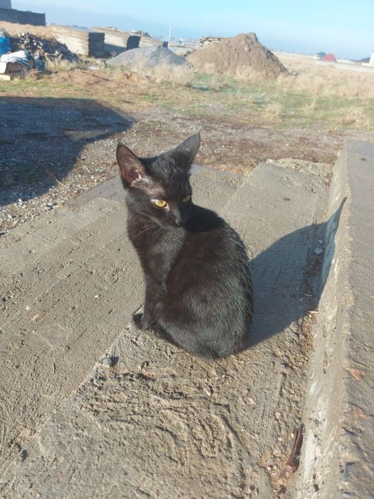 Мысық тар тегін,1қыз,1ұл