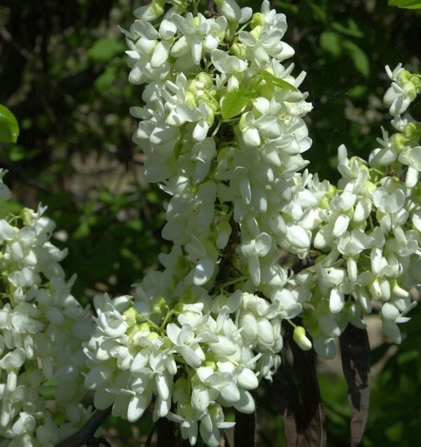 Cercis Shirobana