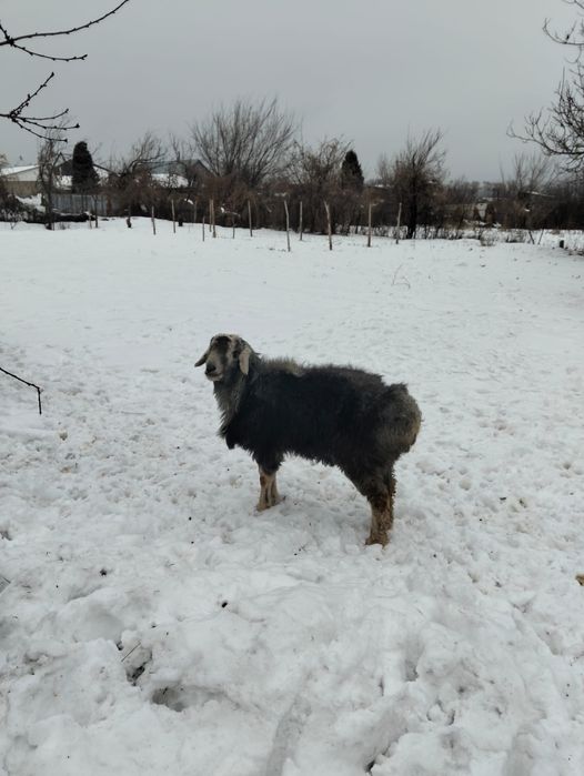 Продам породистого барана