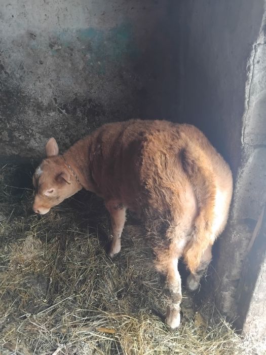 Vând vițel de 2 luni