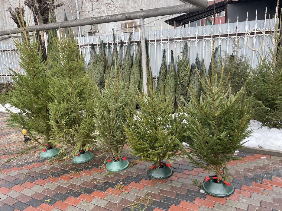 Живые ёлки Новогодние