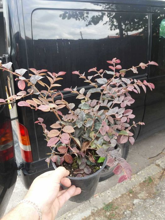 Лоропеталум/ Loropetalum - червен