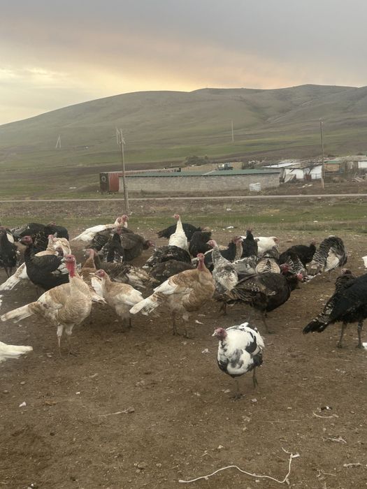 Индюк сатылады. Продается индюки.