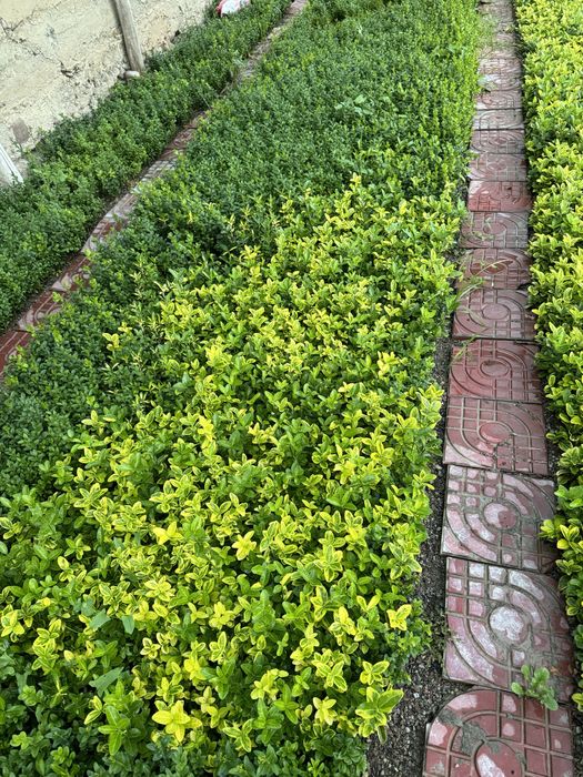 Бересклет оптом