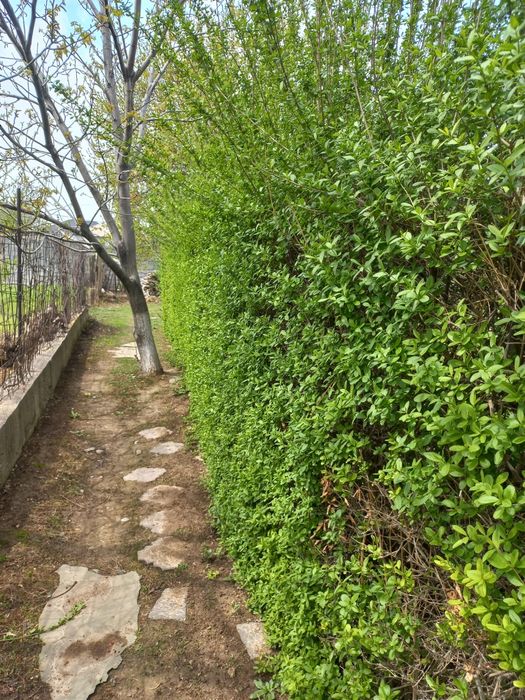 Изгородь. Легустра. Акация