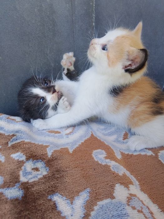 Отдам 5 котят бесплатно