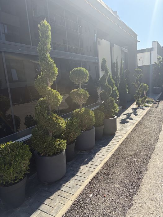 Leylandy chiparosi pentru garduri vii venim întanpinarea clietilor cu o gama larga de plante si copaci decorativi