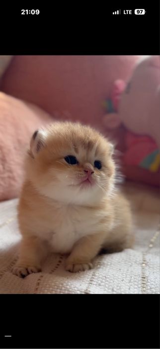 Золотая шиншилла! Чистокровные Британцы.