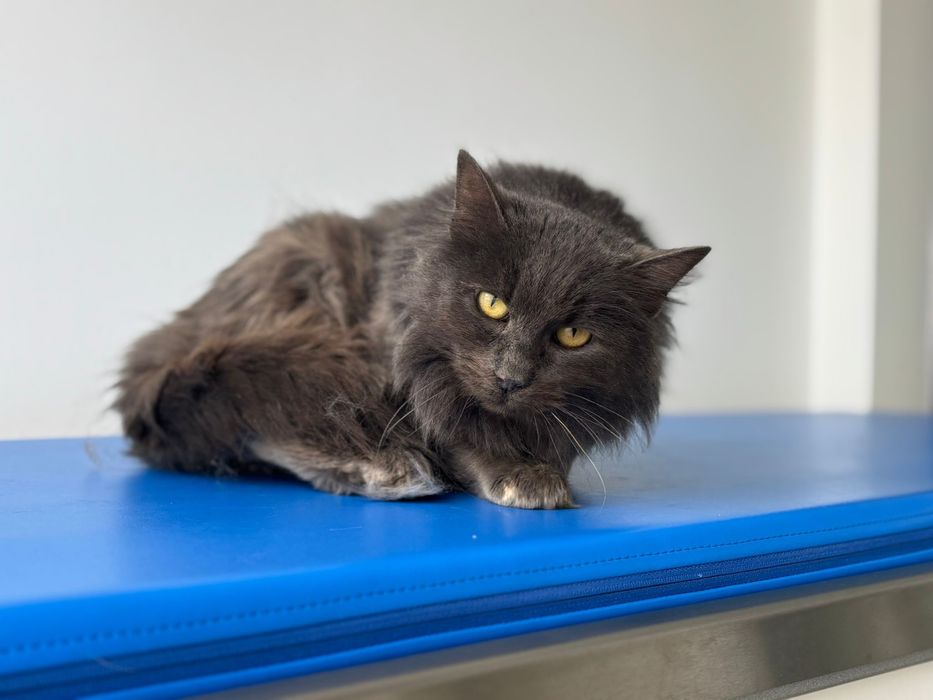 Pisicuță spre adoptie