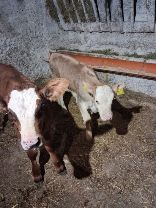 Vând tauras și vitea