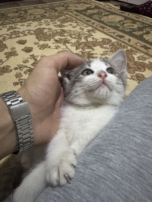 Отдам Котенока в добрые руки