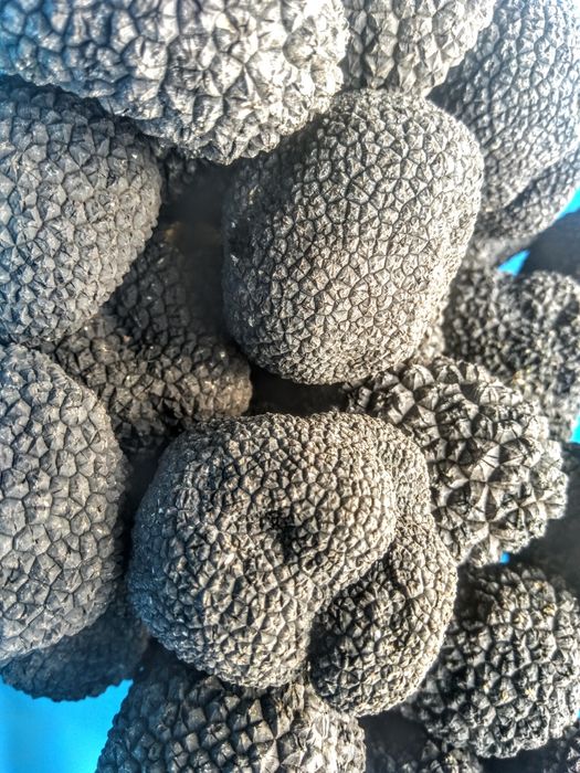 Трюфели(Tuber aestivum)