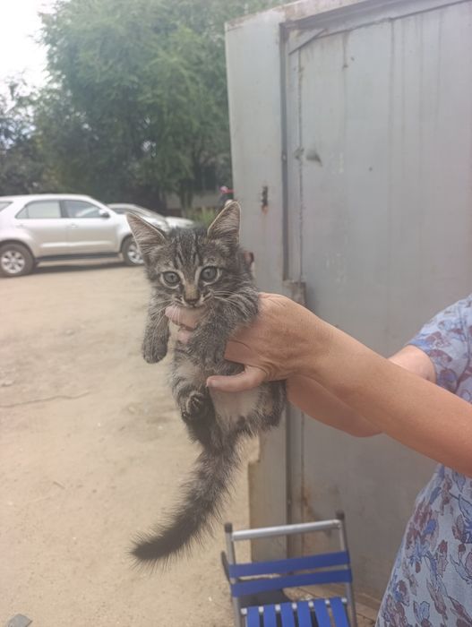 Маленький котик ищет дом