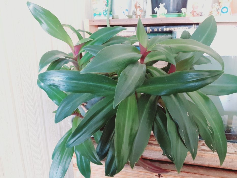 Продам комнатный цветок